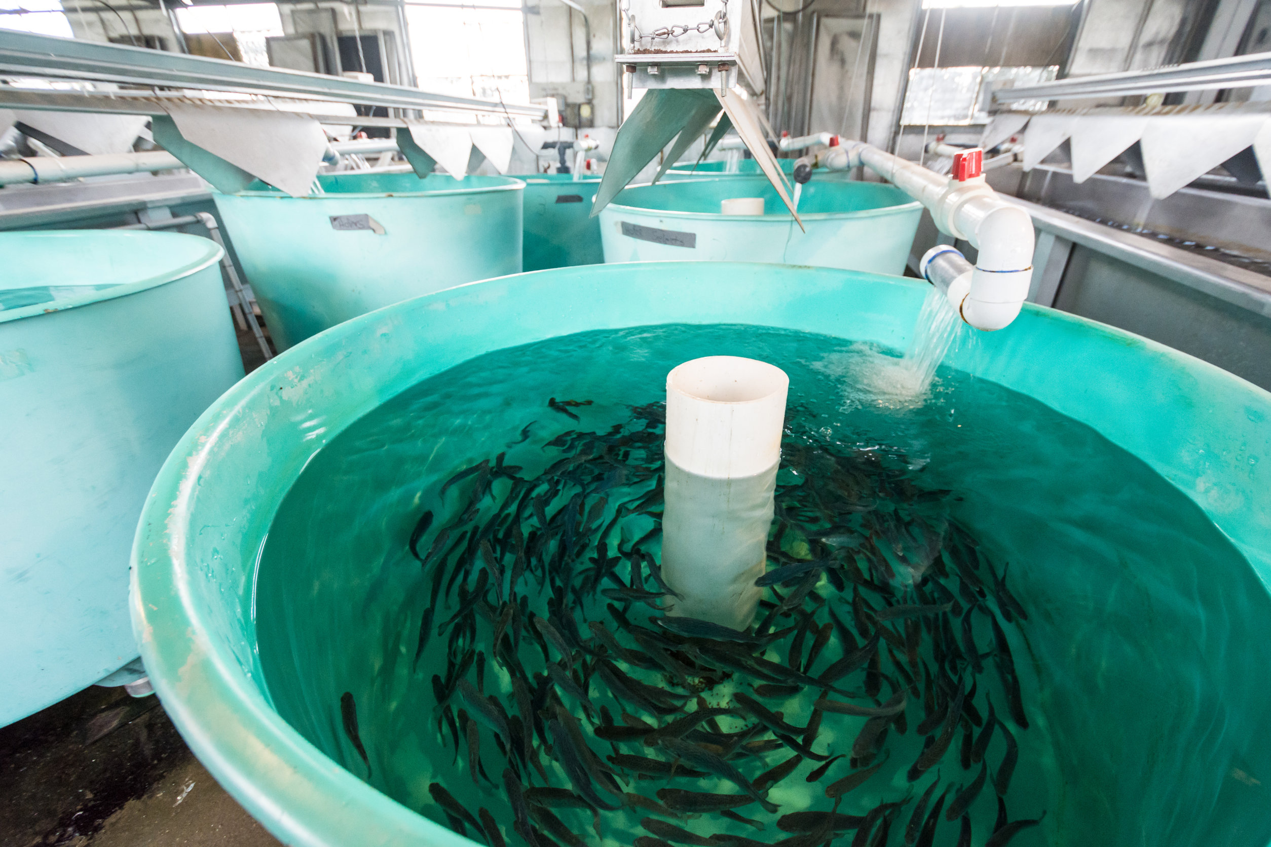 Tanks inside of a fish hatchery breed tiny Rainbow Trout to stoc